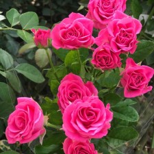 Seedling rose spray 