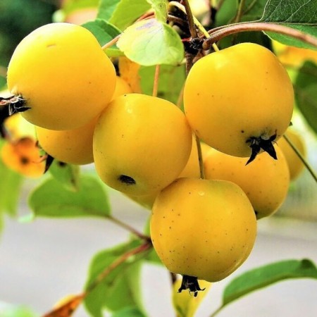 Seedling apple tree, a standard china of Ural, summer variety, pot 9*9*14, summer 2024