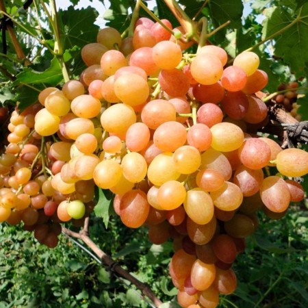 Grape seeder "chameleon", tube, spring 2025