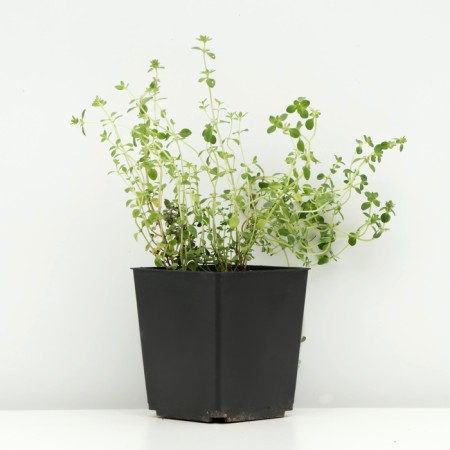 Timyan lemon -flinging "lemon", pot p9, 1 pc, spring 2024-1