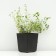 Timyan lemon -flinging "lemon", pot p9, 1 pc, spring 2024