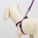 Set "Classic", leash 120 x 1 cm, fire 28-47 cm, purple