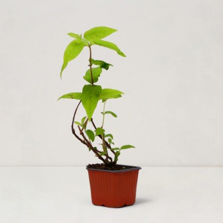 Seedling hybrid "Tourbillon Rouge", P9 pot, summer 2024-1
