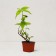 Seedling hybrid "Tourbillon Rouge", P9 pot, summer 2024