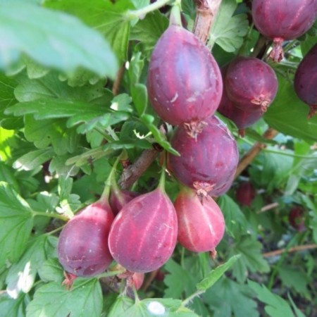 Gooseberry serenade, s2 pot, n20-40 height, 1 pc, summer 2024