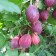 Gooseberry serenade, s2 pot, n20-40 height, 1 pc, summer 2024