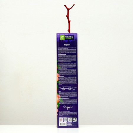 Grape seedling "Heracles", 1 pc, spring 2024-2