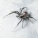 Souvenir weapons on the tablet "Spider"
