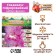 Gladiolus corrugated "Friszl hut", rr 8/10, 7 pcs,