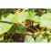 Apes for drip irrigation, spraying, Greengo