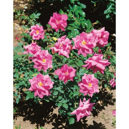 Sahenian Rose Canadian Park "de Monterville", tube, 1 pc, spring 2025