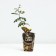 Seedling rose Abraham Derby, English, pot 2 l., Summer 2024