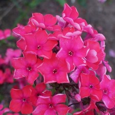 Flocus sample Nabat, pot P9, Summer 2024