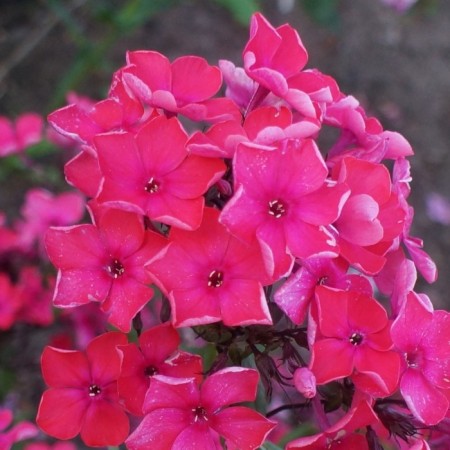 Flocus sample Nabat, pot P9, Summer 2024