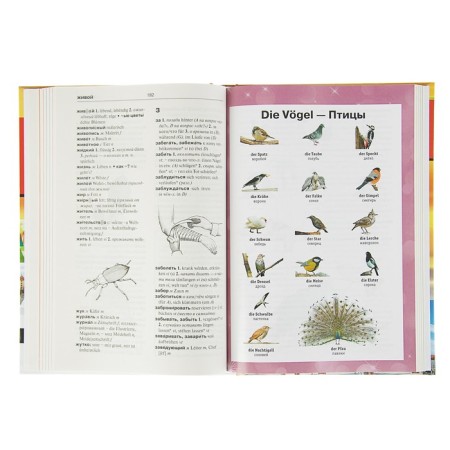 German-Russian Russian-German dictionary with illustrations for schoolchildren-4