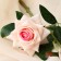 Artificial flowers "roses with spikes" 8x40 cm, peach