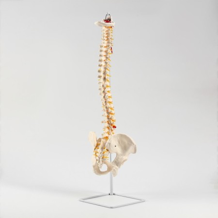 Ladmer's model "Human spine" 74cm-1