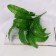 Bouquet "Paporotnik Nefrolepis" 26 cm