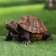 Garden figure "Turtle" brown, 19x13x10cm