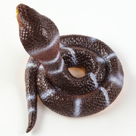 Royal snake "Royal Cobra"-3