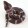 Royal snake "Royal Cobra"