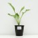 Khosta FORCHUNA "GOLD Standard", pot C3, 1 pc, Spring 2024