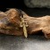 Amulet-cranes "Femis's sword" No. 53, metal