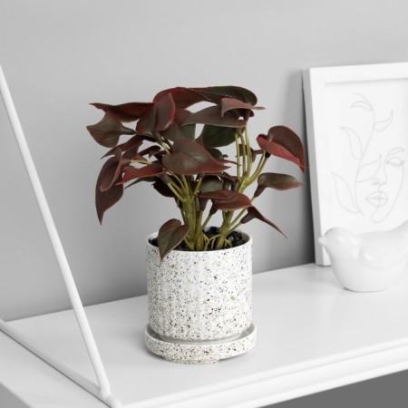 Bonsai in the pot "Singonium premium" (soft sheet) 15x7 cm, mix-3