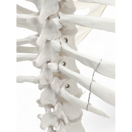 Lumbar spine "Luminer, hip joint" 40*26cm-8