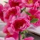 Flowers artificial "Branch of the Apple" 4x85 cm, raspberry