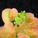 Artificial aquarium plant, 10 cm, green pink