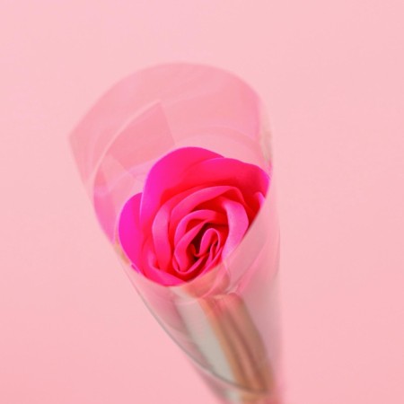 Soap rose, fuchsia-4