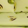 Bedding Ethel 2 joint venture "Avocado" 175x215cm, 200x220cm, 50x70cm-2 pcs, calico, 125 g/m2