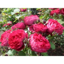 Sahenian Rosa 