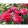 Sahenian Rosa "SIVIV", pot C4, Summer 2024