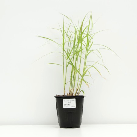 Sedge palmolite, pot C3, 1 pc, spring 2024-2