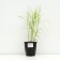 Sedge palmolite, pot C3, 1 pc, spring 2024