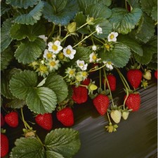 Strawberry Garden Ruyana, P9 Pot, 1 pc, summer 2024