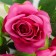Artificial flowers "bush roses" 8x65 cm, raspberry