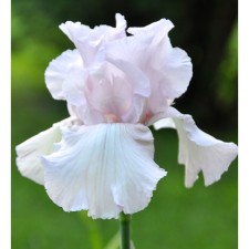Iris Borogue Cherishd, Rr. I, 1 pc, spring 2025