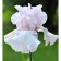 Iris Borogue Cherishd, Rr. I, 1 pc, spring 2025