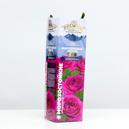 Rosa seedling purple dream Spring 2024, 1 pc.-1