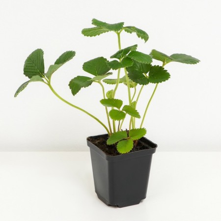 Strawberry garden magnes, p9 pot, 1 pc, summer 2024-1