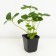 Strawberry garden magnes, p9 pot, 1 pc, summer 2024