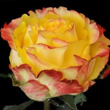 MEGA Star Rosa seedling, pot, summer 2024