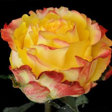 MEGA Star Rosa seedling, pot, summer 2024