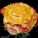 MEGA Star Rosa seedling, pot, summer 2024
