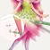 Nebulous Stars Petulia coloring set "Persian sketchbook"