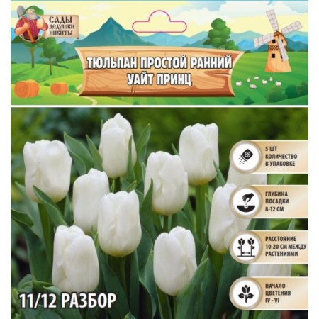 Tulip is a simple early White Prince, rr 11/12, 5 pcs, autumn 2024