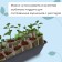 Box for seedlings, 36 × 14 × 9 cm, 3 l, black, "crop-7"